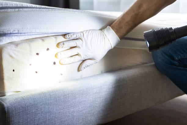 Reliable Tontitown, AR Pest Control Solutions