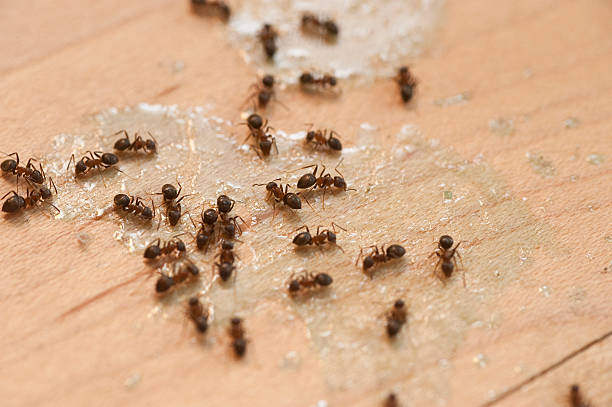  Tontitown, AR Pest Control Pros