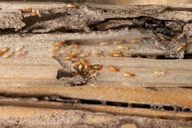 Best Termite Control Services  in Tontitown, AR