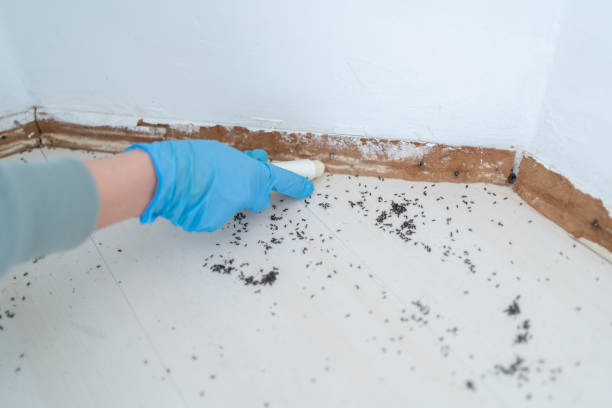 Best Affordable Exterminators  in Tontitown, AR